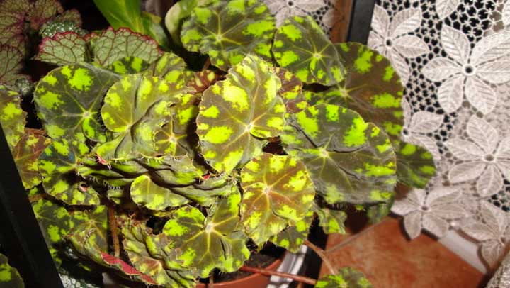 planta