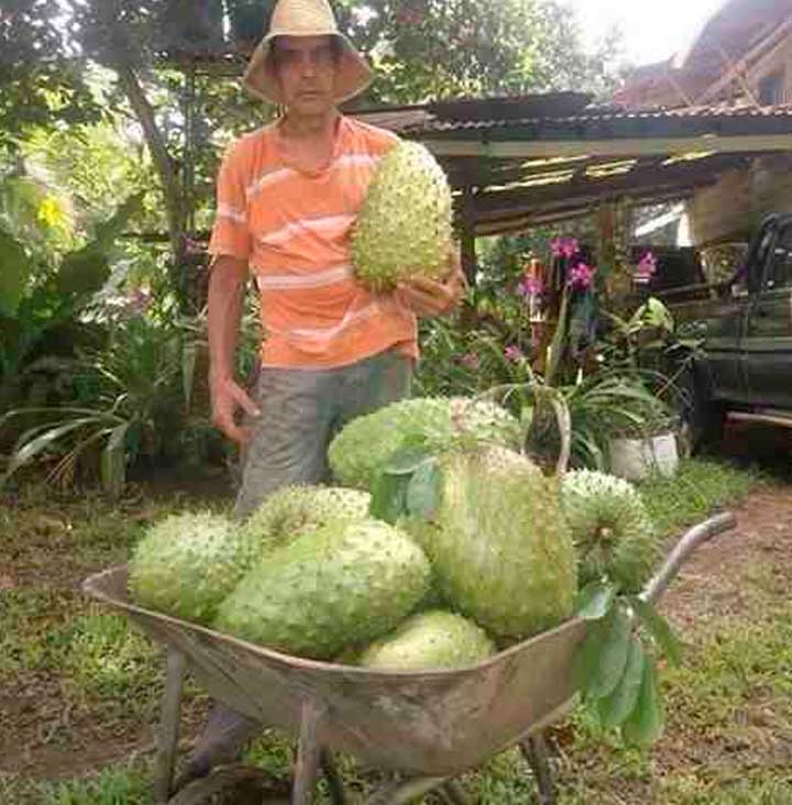 Guanabana-01